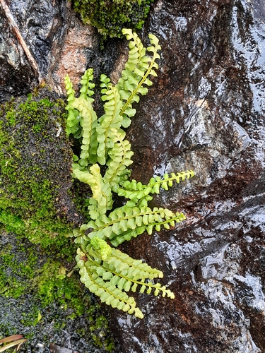 green spleenwort
