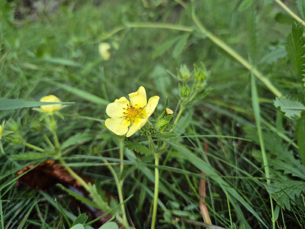 Potentilla recta; photograph (c) Bobo-X, some rights reserved (CC BY)