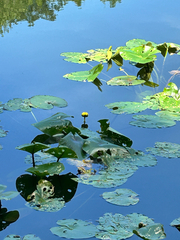 Nuphar advena, photograph author not stated, no rights reserved