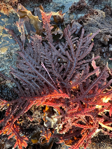 Neoptilota californica, 2026-08-29