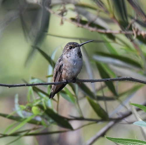 iNaturalist observation photo of Rufous, Allen's, and Allied Hummingbirds