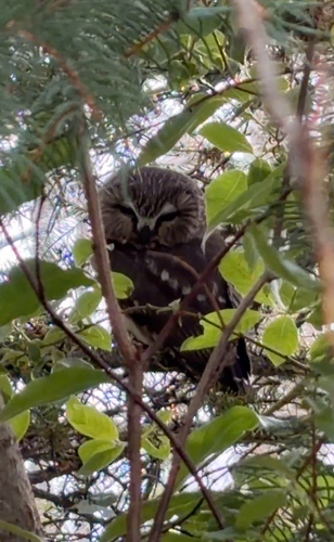 Northern Saw-whet Owl observed by ashtonreiser