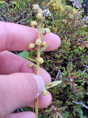 Frog Orchid