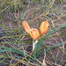 Zephyranthes gilliesiana - Photo 由 Anibal Prina 所上傳的 (c) Anibal Prina，保留部份權利CC BY-NC
