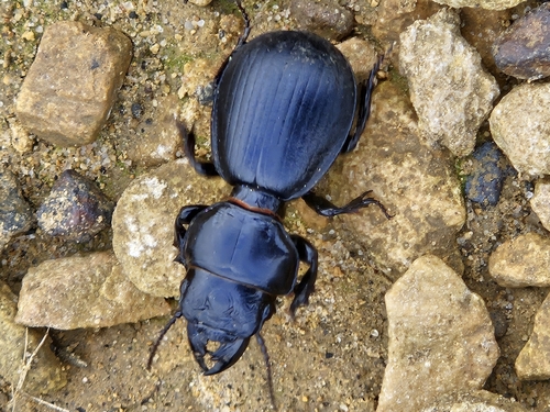 Scaraphites hirtipes