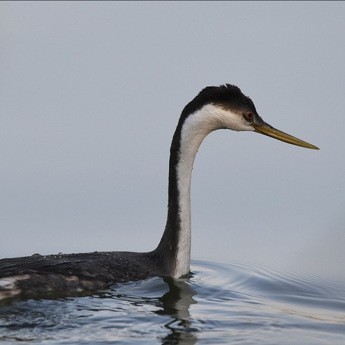 iNaturalist observation photo of Western Grebe