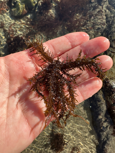 Mazzaella leptorhynchos observed 2026-08-29