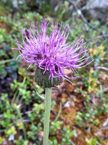 Melancholy Thistle