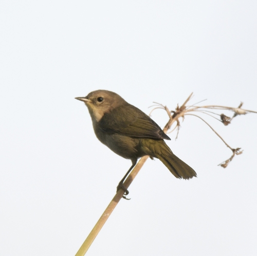 iNaturalist observation photo of Common Yellowthroat