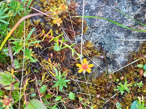 Yellow Saxifrage