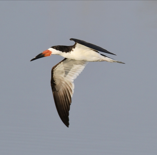 iNaturalist observation photo of Black Skimmer