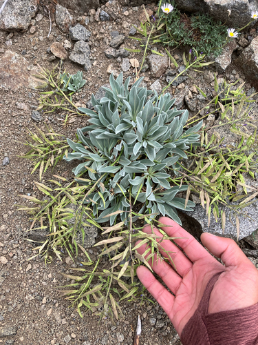 Phoenicaulis cheiranthoides