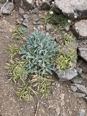 Phoenicaulis cheiranthoides, photograph author not stated, no rights reserved