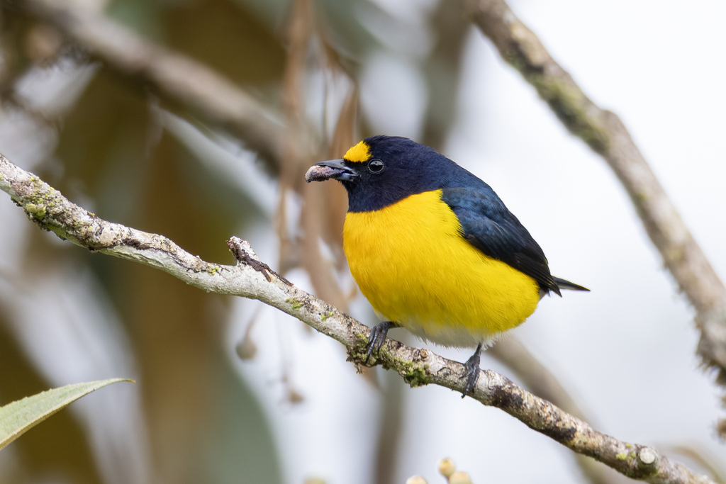 White-vented Euphonia