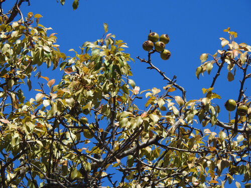 Pyrus bourgaeana, photograph 4