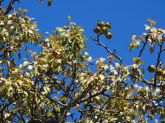 (c) Duarte Frade, some rights reserved (CC BY) Pyrus bourgaeana, photograph (c) Duarte Frade, some rights reserved (CC BY)