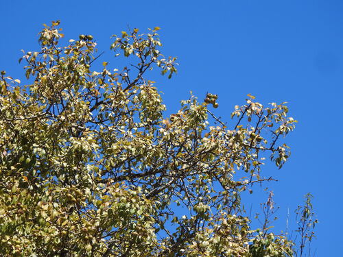Pyrus bourgaeana, photograph 5