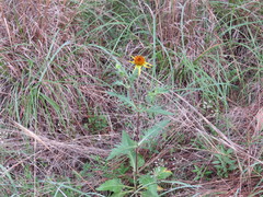 Tetragonotheca texana