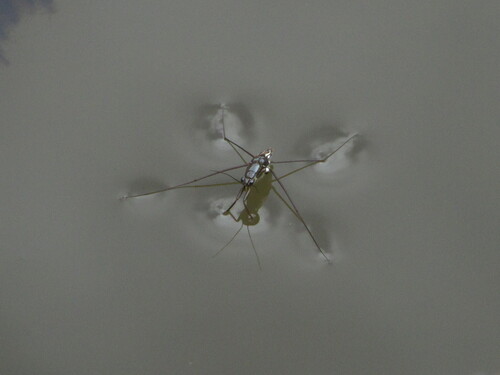 Striped Pond Skaters
