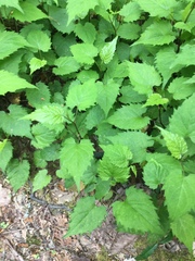 Eurybia chlorolepis