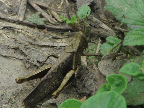 Abracris flavolineata