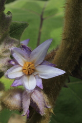 Solanum quitoense