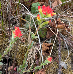 Castilleja affinis