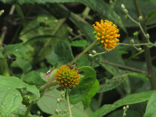 Tilesia baccata