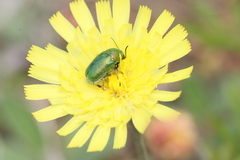 Cryptocephalus sericeus