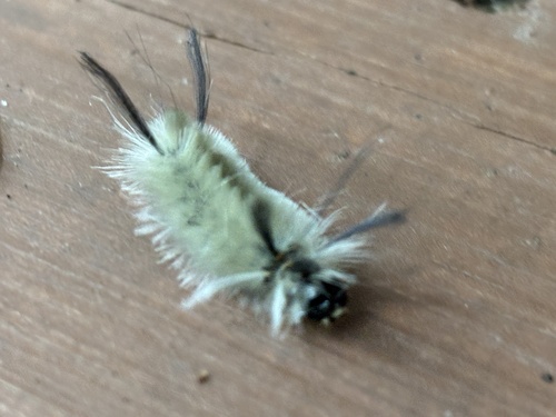 Banded Tussock Moth