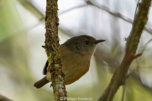 iNaturalist image