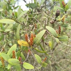 Colliguaja odorifera, photograph author not stated, no rights reserved