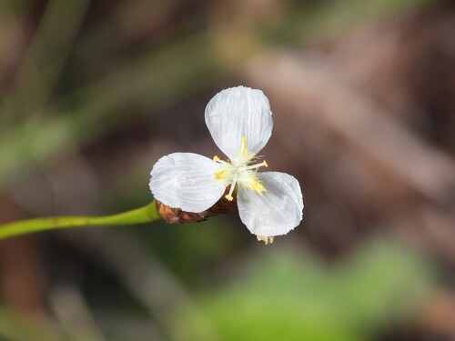 Xyris caroliniana
