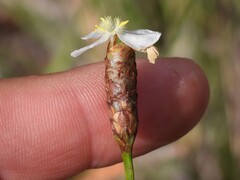 Xyris caroliniana, photograph (c) geosesarma, some rights reserved (CC BY)