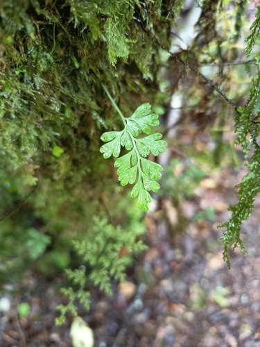 Asplenium dareoides observed 2026-08-30