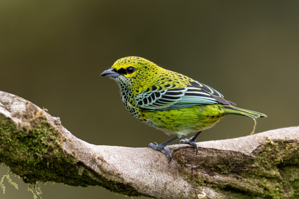 Speckled Tanager