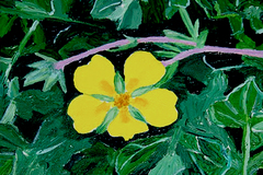Potentilla hickmanii