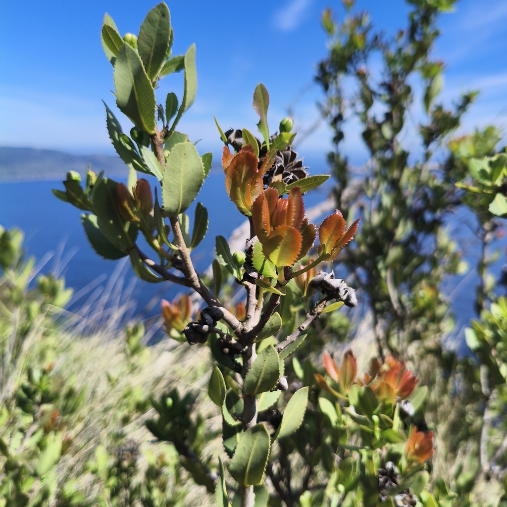 Kageneckia oblonga; photograph author not stated, no rights reserved