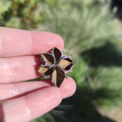 Kageneckia oblonga, photograph 3