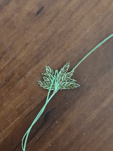 Shining Flatsedge