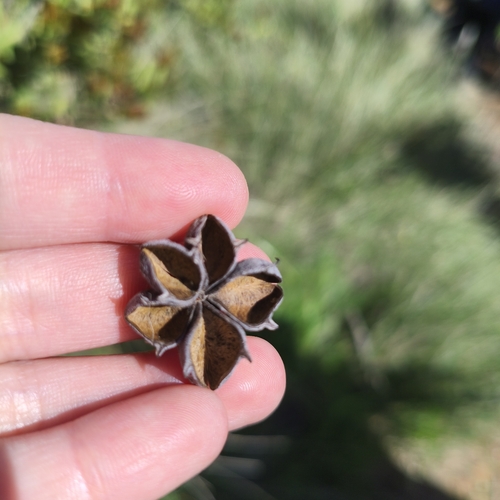 Kageneckia oblonga, photograph 4