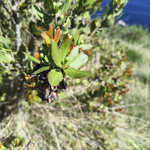 Kageneckia oblonga, photograph 5