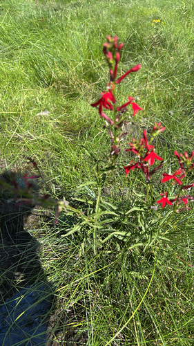 cardinal flower