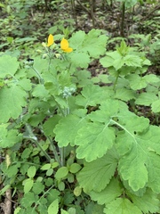 Chelidonium majus