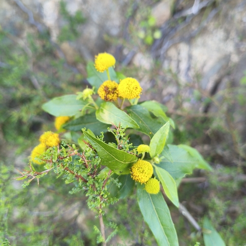 Podanthus mitiqui, photograph 5