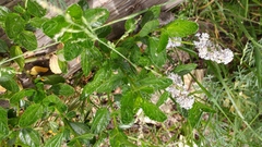 Ceanothus griseus