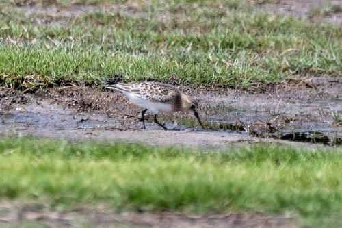 Baird's Sandpiper