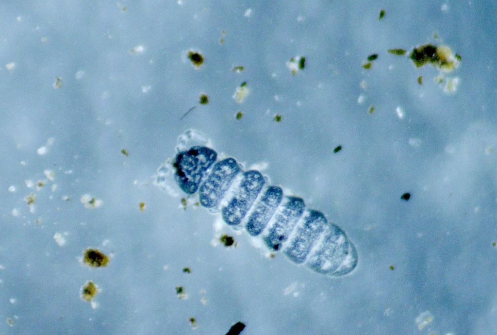 Coloburella octogenaria