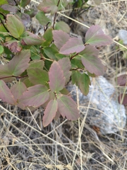 Spiraea lucida, photograph (c) Steven Bodzin, some rights reserved (CC BY)