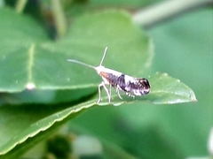 Argyresthia spinosella